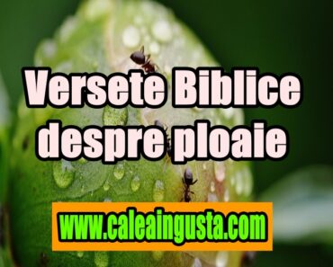 Versete Biblice despre ploaie<div class="yasr-vv-stars-title-container"><div class='yasr-stars-title yasr-rater-stars'
id='yasr-visitor-votes-readonly-rater-bd95c76d60458'
data-rating='5'
data-rater-starsize='16'
data-rater-postid='6930'
data-rater-readonly='true'
data-readonly-attribute='true'
></div><span class='yasr-stars-title-average'>5 (1)</span></div> Versete Biblice despre ploaie<div class="yasr-vv-stars-title-container"><div class='yasr-stars-title yasr-rater-stars'
id='yasr-visitor-votes-readonly-rater-05d4e6dd56879'
data-rating='5'
data-rater-starsize='16'
data-rater-postid='6930'
data-rater-readonly='true'
data-readonly-attribute='true'
></div><span class='yasr-stars-title-average'>5 (1)</span></div>